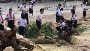 Video: Thêm một cây phượng bật gốc trong trường tiểu học tại Bình Dương