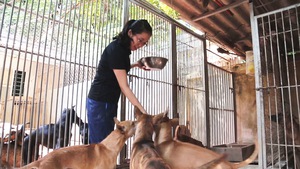Góc nhìn trưa nay | Cận cảnh đàn chó Phú Quốc tiền tỷ của cô gái Hà Thành