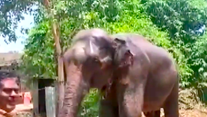 Video: Người đàn ông viết di chúc để lại 2,5 ha đất cho hai con voi cứu mạng mình