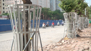 Video: Hàng cây sưa ở Hà Nội 'mặc áo giáp sắt' để chống trộm