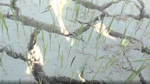 Video: Flycam cảnh đồng ruộng nứt nẻ vì nắng hạn, người dân vét nước cứu lúa