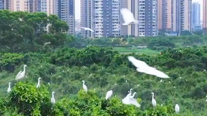 Video: Hàng chục ngàn chim Diệc Bạch ở thành phố Phật Sơn