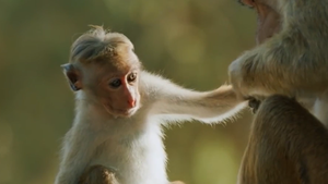 Video: Khám phá loài khỉ đuôi dài ở Sri lanka