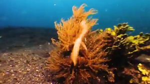 Video: Khoảnh khắc cá ếch ngụy trang thành bọt biển để săn mồi