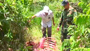 Video: Bò tót bị lâm tặc sát hại trong Vườn quốc gia Cát Tiên