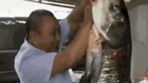 Video: Cá 'khủng' đua nhau phóng khỏi đập thủy điện 61 năm mới xả lũ 1 lần