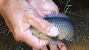 Video: Sau cơn mưa, rủ nhau đi soi cá rô đồng