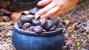 Video: Bắt ốc đá đặc sản ở vùng núi Tuyên Quang