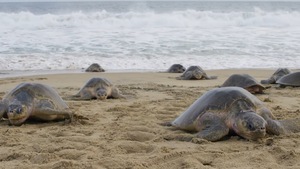 Video: Khám phá nét độc đáo của loài rùa biển Olive Ridley