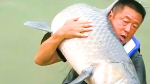 Video: Cần thủ câu được con cá trắm đen 'khủng' gần 75kg