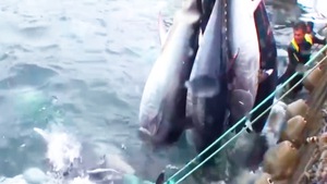 Video: Khoảnh khắc 3 con tàu vây bắt đàn cá ngừ 'khủng' 40 tấn