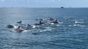 Video: Đàn cá heo cả trăm con xuất hiện ở đảo Phú Quý