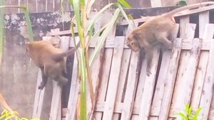 Video: Đàn khỉ hơn chục con 'đại náo' khu dân cư ở quận 12, TP.HCM
