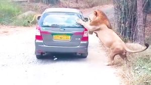 Video: 2 con sư tử tấn công xe ôtô chở khách du lịch