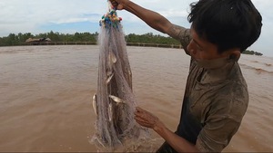 Độc đáo cách 'săn' cá đối theo thủy triều lên của người Khmer