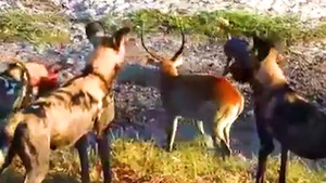 Video: Linh dương một mình 'đối đầu' với bầy linh cẩu