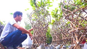Video: Cách tạo các cây mai con thành 'lộc bình mai vàng' độc đáo
