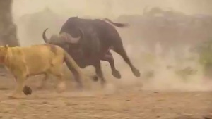 Video: Đi săn mồi, sư tử bị trâu rừng phản đòn bỏ chạy thục mạng