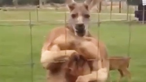 Video: Hài hước kangaroo vung 'nắm đấm' dọa người đàn ông