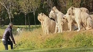 Video: Du khách đột nhập khu thả hổ trắng còn liên tục khiêu khích chúng