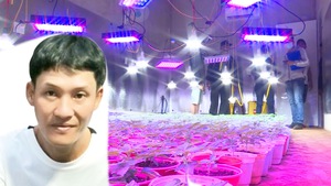 Video: Xây phòng lạnh, lắp đèn led trồng cần sa qui mô ở Đắk Lắk, truy nã 'ông trùm' cầm đầu