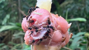 Video: 'Ong kền kền' đã tiến hóa, chỉ ăn thịt thối rữa thay vì phấn hoa