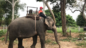 Video: Đắk Lắk chăm lo phúc lợi cho voi, tạo môi trường thuận lợi để voi được ‘yêu’