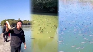 Video: Lạ lùng cá say xỉn, lờ đờ nổi trắng hồ