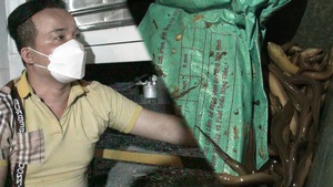 Video: Mật phục bắt 50kg ma túy giấu trong thùng lươn sống ở chợ Bình Điền
