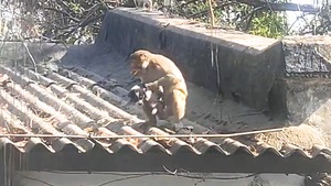 Video: Khỉ bắt chó con lên mái nhà chăm sóc 5 ngày ở Ấn Độ