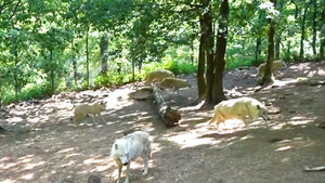 Video: Vì sao phải chấp nhận bắn hạ 4 con sói đang nuôi ở vườn thú Pháp?