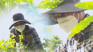 Góc nhìn trưa nay | Chàng trai 9X bỏ phố về quê làm nông, thu bạc triệu từ những giống cây lạ
