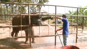 Video: Đàn voi nhà ở Đắk Lắk Hơn 30 năm qua gần như không sinh sản, hiện chỉ còn 37 con