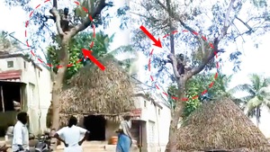 Video: Trốn tiêm vắc xin COVID-19, người đàn ông trèo lên cây không chịu xuống