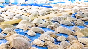 Video: Giải cứu hơn 3.500 con rùa suýt chết rét ở Texas