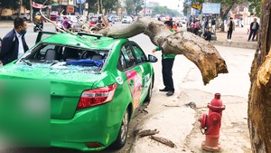Video: Cành cây ngô đồng rơi ngay nóc taxi, tài xế và hành khách may mắn thoát nạn
