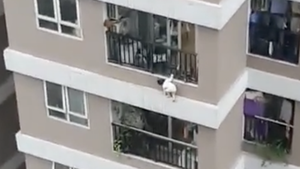 Video: Bé gái 3 tuổi ở Hà Nội rơi từ tầng 12 xuống đất, một nam thanh niên nhoài người cứu được