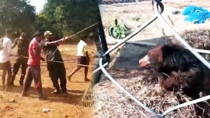 Video: Nghẹt thở giải cứu con gấu rơi xuống giếng ở Ấn Độ