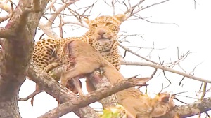 Video: Cả đàn sư tử bất lực nhìn báo đốm thưởng thức mồi ngon trên ngọn cây