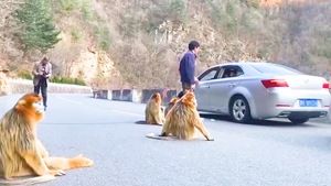 Video: Đàn khỉ tràn xuống đường tìm thức ăn, gây nên cảnh kẹt xe