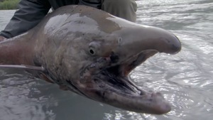 Video: 'Vật lộn' với cá hồi vua, bá chủ vùng sông nước Alaska