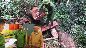 Video: Trạm trưởng trạm bảo vệ rừng bị khởi tố vì để mất rừng