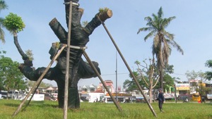 Video: ‘Cấp cứu’ thành công cây xà cừ trăm tuổi bị bật gốc do bão ở Huế