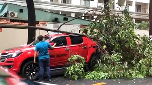 Video: Cây gãy nhánh đè xe bán tải trong mưa lớn ở TP.HCM