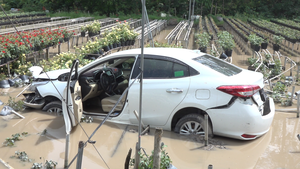 Video: Tìm tài xế thuê xe hơi tự lái, lao xuống ruộng hoa hồng rồi mất dạng