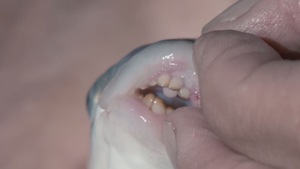 Video: Kỳ dị loài cá ăn thịt 'khát máu' có hàm răng giống hệt... con người