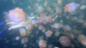 Video: Bơi cùng hàng triệu con sứa vàng ‘độc nhất vô nhị’