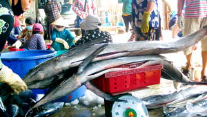 Video: Ngư dân Nha Trang trúng đậm cá cờ chuồn, cá thu ngừ, có con trên 100 kg