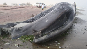 Video: Cá voi xanh bị tàu biển đâm chết
