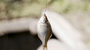 Độc đáo nghệ thuật câu cá ‘siêu tí hon’ của người Nhật